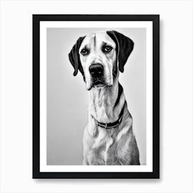 Pointer B&W Pencil Dog Art Print