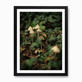 Little White Mushrooms // Nature Photography Art Print