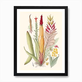 Helonias Root Spices And Herbs Pencil Illustration 3 Art Print