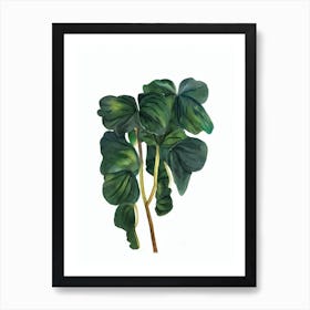 Cyclamen (Cyclamen Persicum) Watercolor Art Print