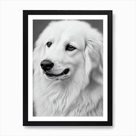 Kuvasz B&W Pencil Dog Art Print