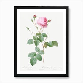 Crenate Leaved Cabbage Rose, Pierre Joseph Redoute Art Print