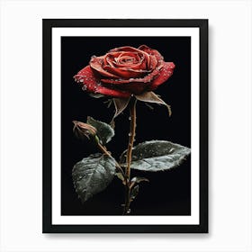 Rose In The Rain Art Print