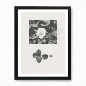 Pansy Flower Photo Collage 2 Art Print
