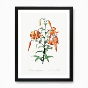 Tiger Lily, Pierre Joseph Redoute Art Print