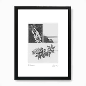 Wisteria Botanical Collage 4 Art Print