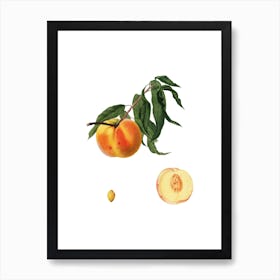 Vintage Peach Botanical Illustration on Pure White n.0440 Art Print