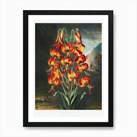 The Superb Lily From The Temple Of Flora (1807), Robert John Thornton Art Print