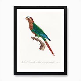 Wave Breasted Parakeet From Natural History Of Parrots, Francois Levaillant Art Print