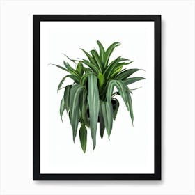 Urn Plant (Aechmea Fasciata) Watercolor Art Print
