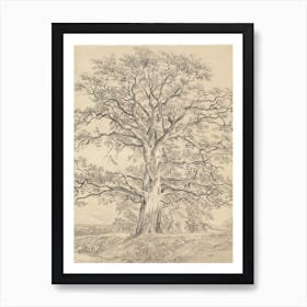 Large Oak Tree Sketch Art Print