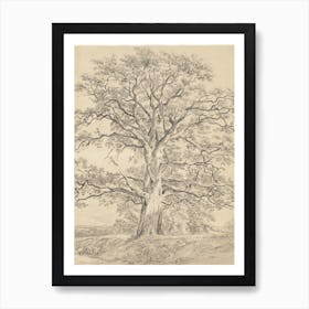 Large Oak Tree Sketch Poster