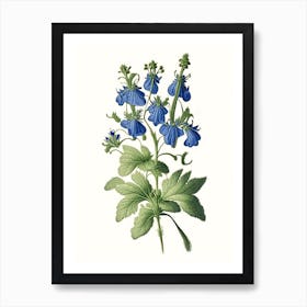 Speedwell Wildflower Vintage Botanical 1 Art Print