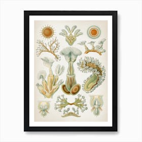 Vintage Haeckel 2 Tafel 23 Moostiere Art Print