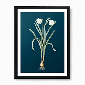 Vintage Narcissus Candidissimus Botanical Art on Teal Blue n.0866 Art Print