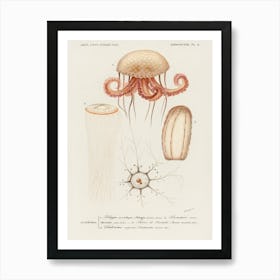 Different Types Of Marine Life, Charles Dessalines D' Orbigny Art Print