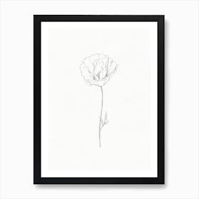 Poppy Flower Drawing Poster