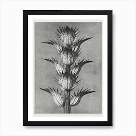 Bear S Breeches (1928), Karl Blossfeldt Art Print