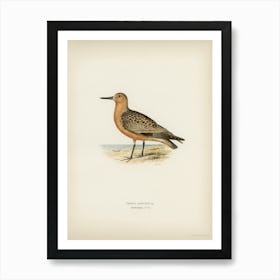 Red Knot, The Von Wright Brothers Art Print