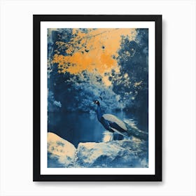 Blue & Orange Peacock By The Lake Art Print
