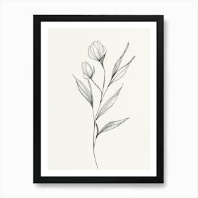 Tulip Drawing Art Print