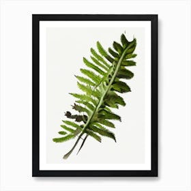 Ebony Spleenwort Wildflower Watercolour Art Print