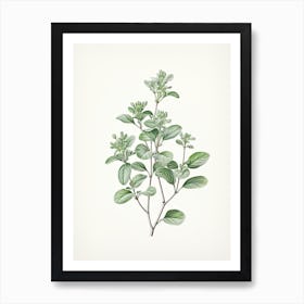 Marjoram Vintage Botanical Herbs 2 Art Print