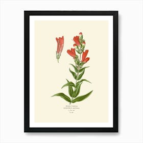 Botanical Illustration Of A Red Flower Art Print