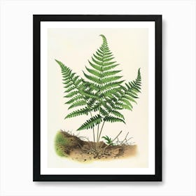 Vintage Illustration Japanese Tassel Fern 3 Art Print