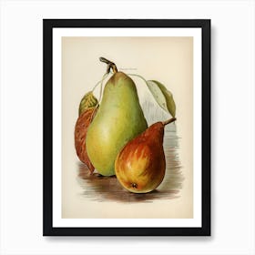 Vintage Illustration Of Pear, John Wright Art Print