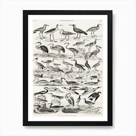 Ornithology, Oliver Goldsmith 3 Art Print