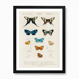 Collection Of Hand Drawings Of Butterflies, Charles Dessalines D'Orbigny Art Print