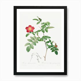 Rosa Alpina Pendulina, Pierre Joseph Redoute Art Print