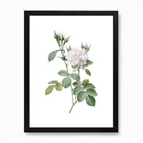 Vintage Autumn Damask Rose Botanical Illustration on Pure White Art Print