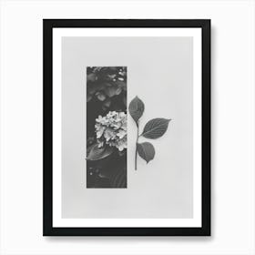 Hydrangea Flower Photo Collage 2 Art Print