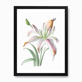 Inca Lily Floral Quentin Blake Inspired Illustration 3 Flower Art Print