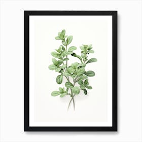 Oregano Vintage Botanical Herbs 0 Art Print