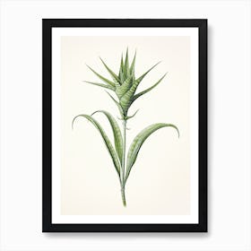 Aloe Vera Vintage Botanical Herbs 1 Art Print