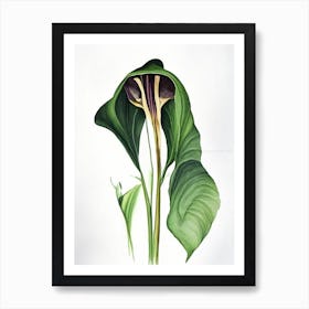 Jack In The Pulpit Wildflower Watercolour 2 Art Print