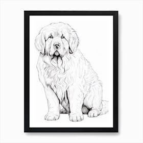 Newfoundland Dog, Line Drawing 4 Art Print