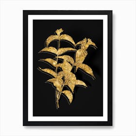 Vintage Northern Bush Honeysuckle Flowers Botanical in Gold on Black n.0116 Art Print