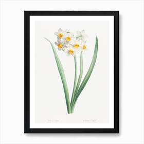 Vintage Narcissus Art Print