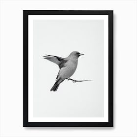 Blackbird B&W Pencil Drawing 1 Bird Art Print