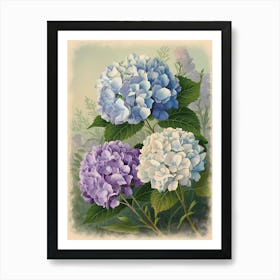 Hydrangeas Art Print