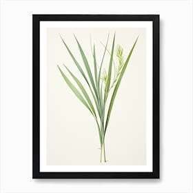 Lemon Grass Vintage Botanical Herbs 3 Art Print