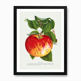 Vintage Botanical Art Print Red Apple _2697912 Art Print