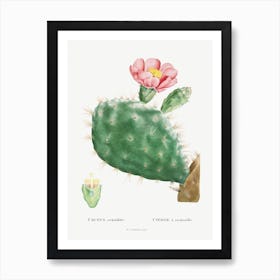 Cactus Cochenillifer Image From Histoire Des Plantes Grasses Art Print