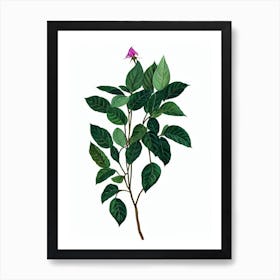 Periwinkle Flower (Catharanthus Roseus) Watercolor Art Print