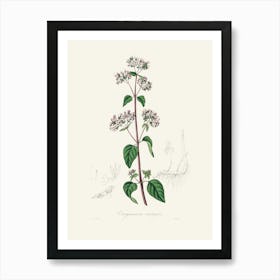 Vintage Botanical John Stephenson and James Morss Churchill Art Print_2731685 Art Print