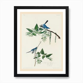 Blue Grey Fly Catcher , Birds Of America, John James Audubon Art Print